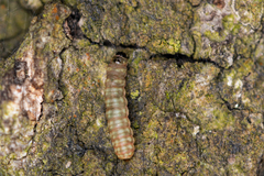 Argyresthia brockeella