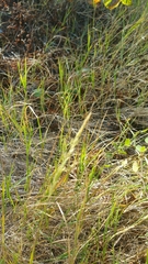 Agrostis pallens