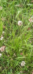 Trifolium repens