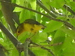Cardellina pusilla
