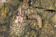 Argyresthia brockeella