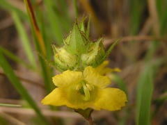 Alectra sessiliflora sessiliflora