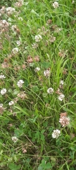 Trifolium repens