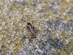 Ichneumonoidea