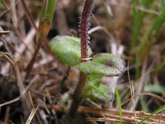 Alectra sessiliflora sessiliflora