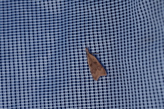 Dichomeris derasella