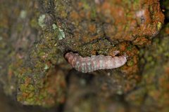Argyresthia brockeella