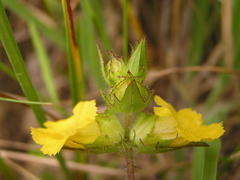 Alectra sessiliflora sessiliflora