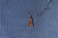 Dichomeris derasella