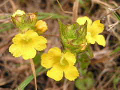 Alectra sessiliflora sessiliflora