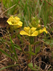 Alectra sessiliflora sessiliflora
