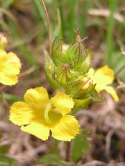Alectra sessiliflora sessiliflora