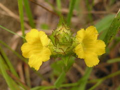 Alectra sessiliflora sessiliflora