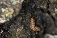 Argyresthia brockeella