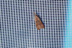 Dichomeris derasella