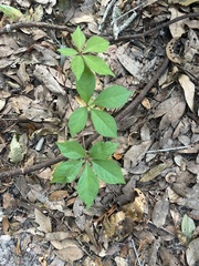 Parthenocissus quinquefolia image