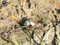 Diapontia uruguayensis