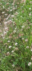 Trifolium repens