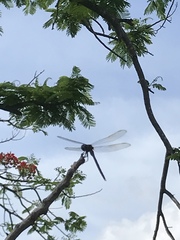 Libellula incesta