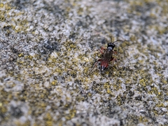 Ichneumonoidea