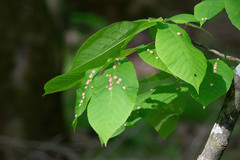 Phylloxera caryaeglobuli