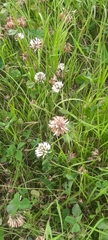 Trifolium repens