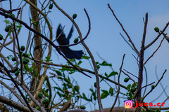Crotophaga sulcirostris