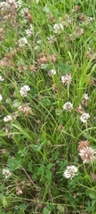 Trifolium repens