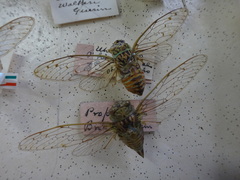 Uhleroides hispaniolae