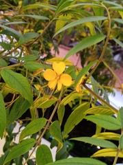 Senna hirsuta