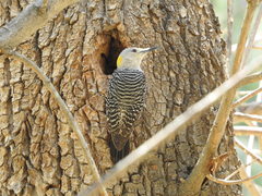 Melanerpes aurifrons