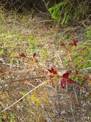 Toxicodendron diversilobum