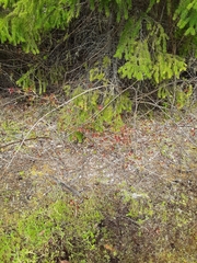 Toxicodendron diversilobum