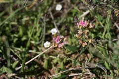 Dolichos hastiformis