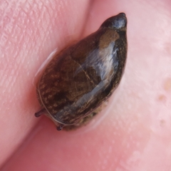 Oxyloma elegans