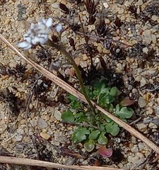 Teesdalia