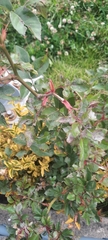 Rosa