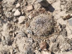 Coryphantha delicata