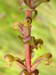 Satyrium parviflorum