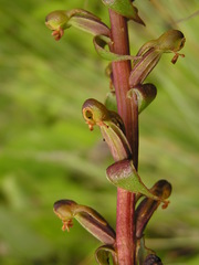 Satyrium parviflorum