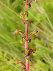 Satyrium parviflorum