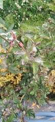 Rosa