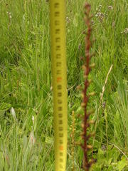 Satyrium parviflorum