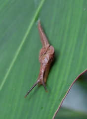 Helicarioninae