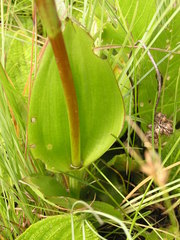 Satyrium parviflorum