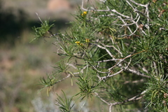 Senecio linifolius