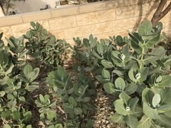 Calotropis procera