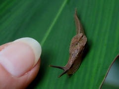 Helicarioninae