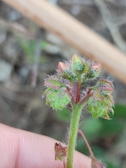 Tuberaria macrosepala