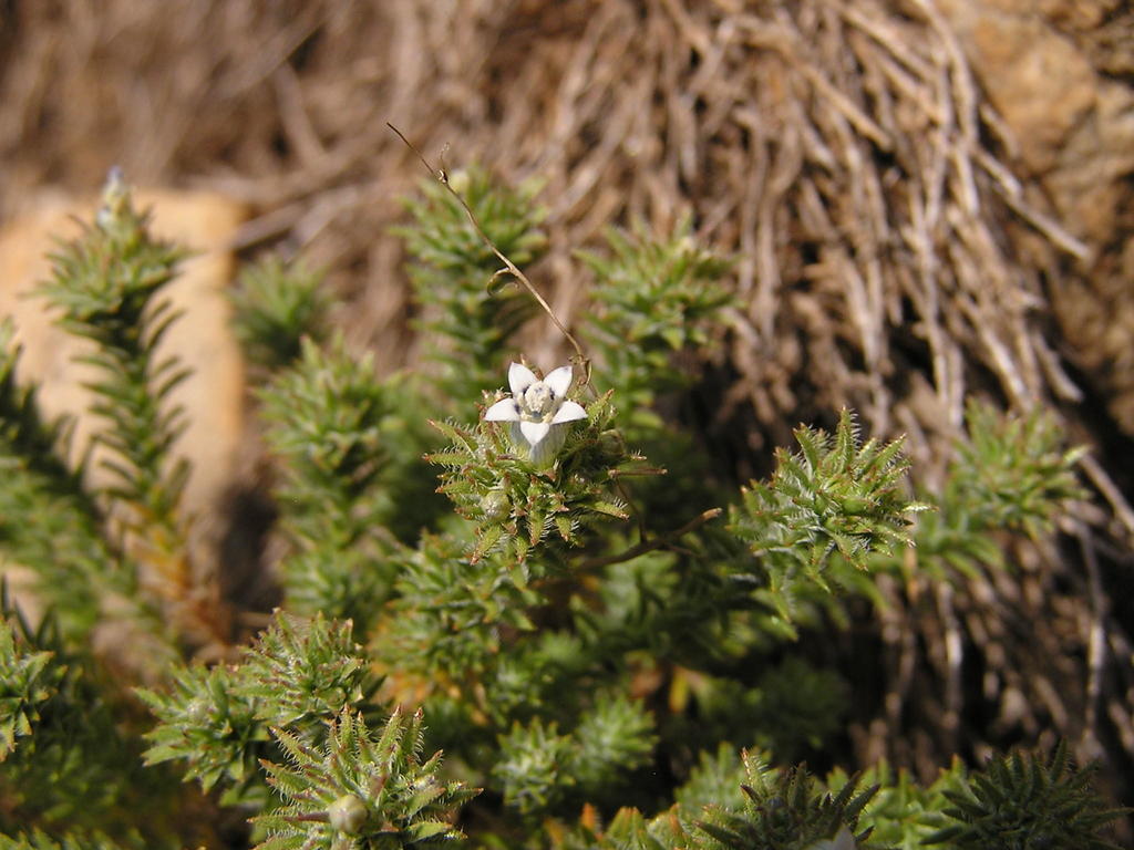Wahlenbergia lycopodioides